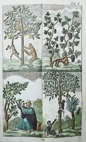 Raff, Naturgeschichte für Kinder - 1803 SCHÖNE KUPFERTAFEL Zoologie Biologie