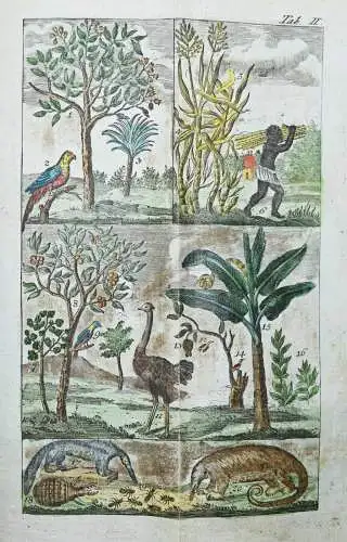 Raff, Naturgeschichte für Kinder - 1803 SCHÖNE KUPFERTAFEL Zoologie Biologie