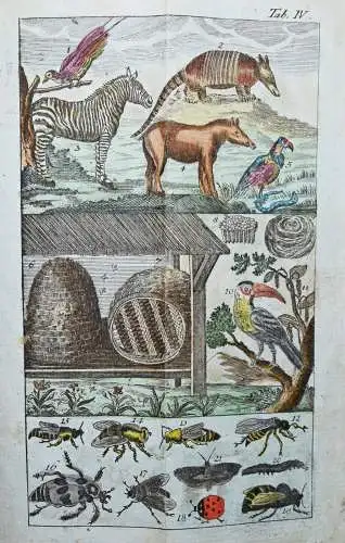 Raff, Naturgeschichte für Kinder - 1803 SCHÖNE KUPFERTAFEL Zoologie Biologie