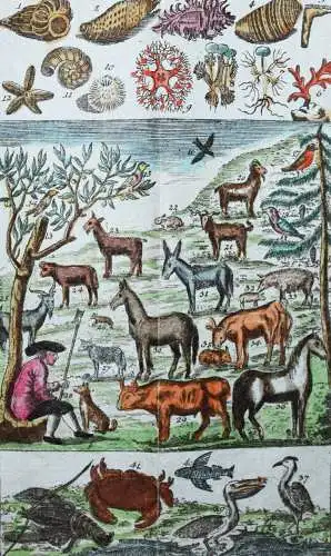 Raff, Naturgeschichte für Kinder - 1803 SCHÖNE KUPFERTAFEL Zoologie Biologie