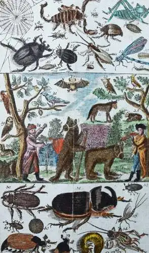 Raff, Naturgeschichte für Kinder - 1803 SCHÖNE KUPFERTAFEL Zoologie Biologie