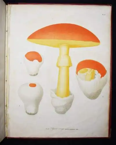 Roques, Histoire des champignons comestibles et vénéneux PILZE MYCOLOGY