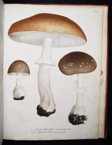 Roques, Histoire des champignons comestibles et vénéneux PILZE MYCOLOGY