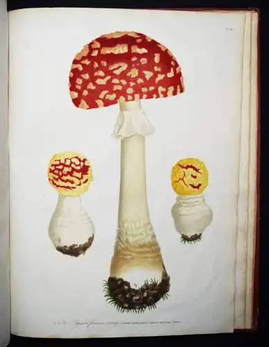 Roques, Histoire des champignons comestibles et vénéneux PILZE MYCOLOGY