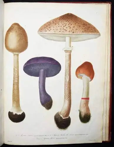 Roques, Histoire des champignons comestibles et vénéneux PILZE MYCOLOGY