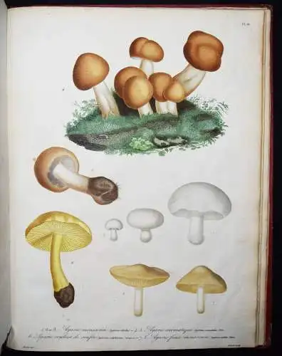 Roques, Histoire des champignons comestibles et vénéneux PILZE MYCOLOGY