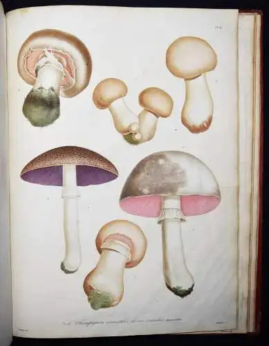 Roques, Histoire des champignons comestibles et vénéneux PILZE MYCOLOGY