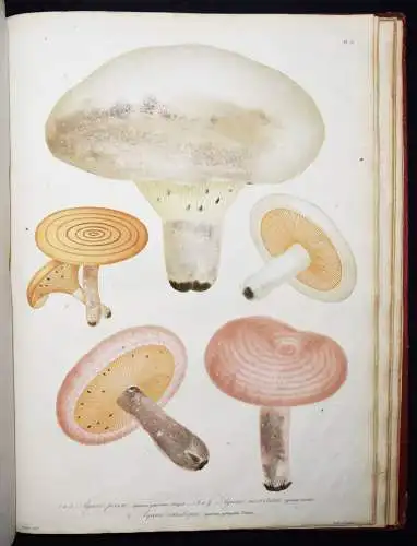 Roques, Histoire des champignons comestibles et vénéneux PILZE MYCOLOGY