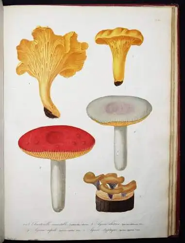 Roques, Histoire des champignons comestibles et vénéneux PILZE MYCOLOGY