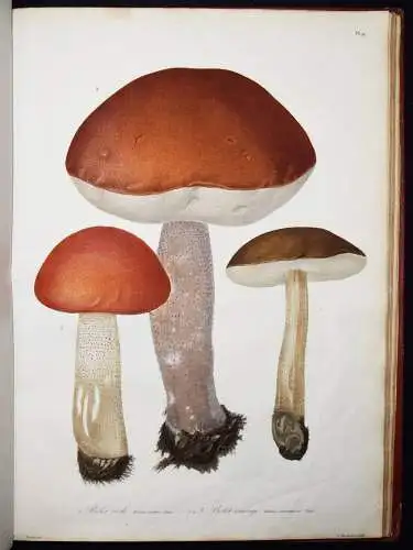 Roques, Histoire des champignons comestibles et vénéneux PILZE MYCOLOGY