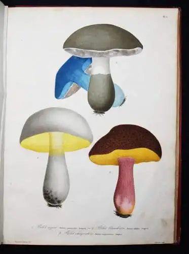 Roques, Histoire des champignons comestibles et vénéneux PILZE MYCOLOGY