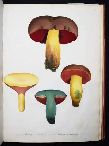 Roques, Histoire des champignons comestibles et vénéneux PILZE MYCOLOGY