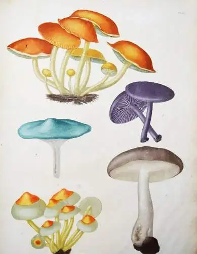 Roques, Histoire des champignons comestibles et vénéneux PILZE MYCOLOGY