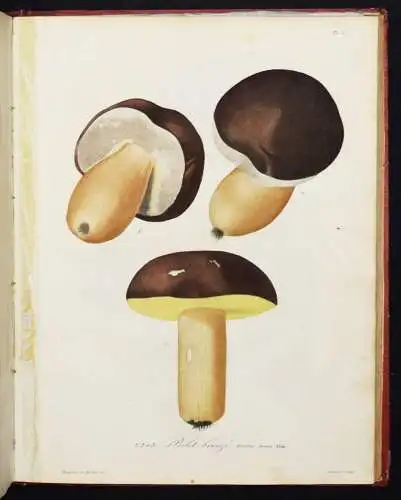 Roques, Histoire des champignons comestibles et vénéneux PILZE MYCOLOGY