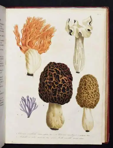 Roques, Histoire des champignons comestibles et vénéneux PILZE MYCOLOGY