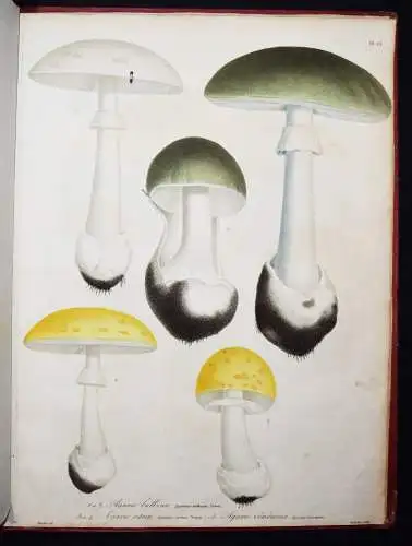 Roques, Histoire des champignons comestibles et vénéneux PILZE MYCOLOGY