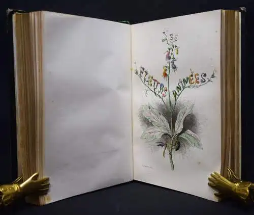 Delord, Les fleurs animées par J.-J.Grandville -  1847 FLOWERS BULMEN BOTANY