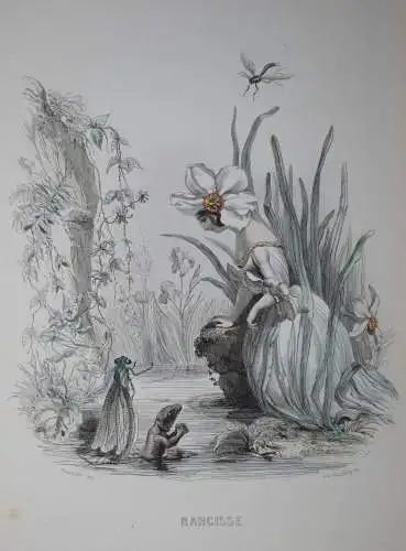 Delord, Les fleurs animées par J.-J.Grandville -  1847 FLOWERS BULMEN BOTANY