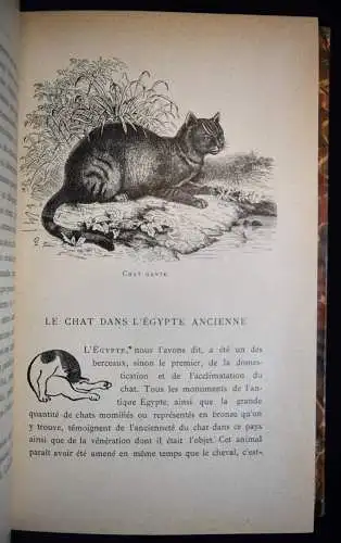 Megnin, Notre ami le chat ORIG.-RADIERUNG E. MANET Le chat et les fleurs KATZEN