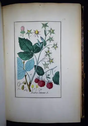 Winkler, Handbuch der Gewächskunde - 1850 BOTANIK PHARMAZIE