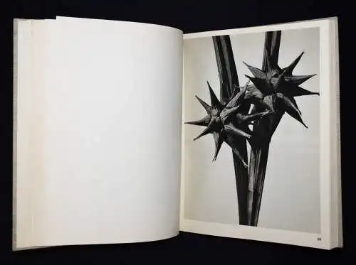 Karl Blossfeldt. Wundergarten der Natur - 1932 mit Orig.-Schutzumschlag