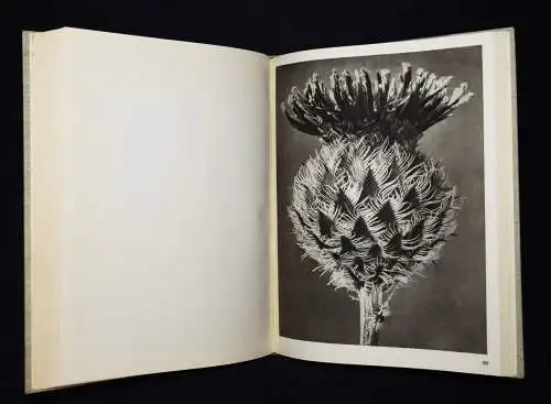 Karl Blossfeldt. Wundergarten der Natur - 1932 mit Orig.-Schutzumschlag