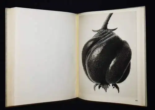 Karl Blossfeldt. Wundergarten der Natur - 1932 mit Orig.-Schutzumschlag