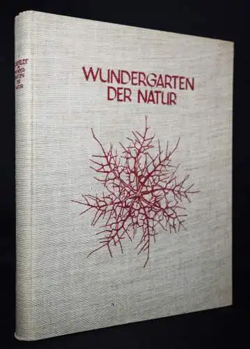 Karl Blossfeldt. Wundergarten der Natur - 1932 mit Orig.-Schutzumschlag