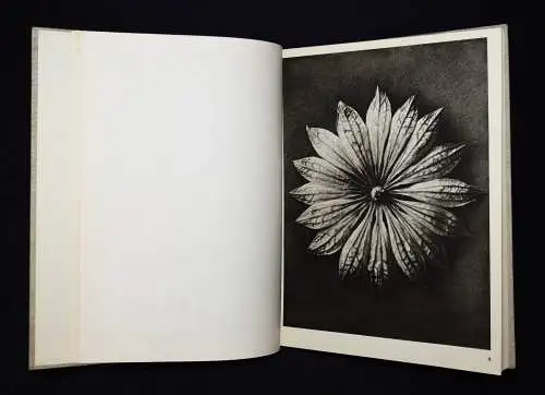 Karl Blossfeldt. Wundergarten der Natur - 1932 mit Orig.-Schutzumschlag