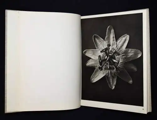 Karl Blossfeldt. Wundergarten der Natur - 1932 mit Orig.-Schutzumschlag