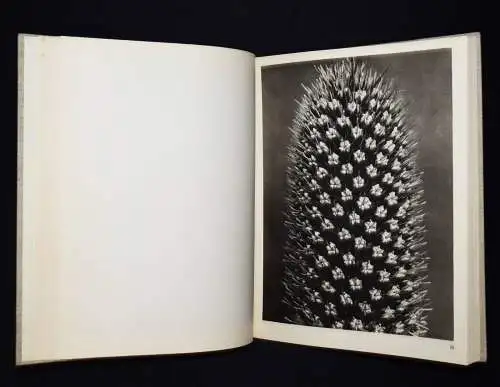 Karl Blossfeldt. Wundergarten der Natur - 1932 mit Orig.-Schutzumschlag