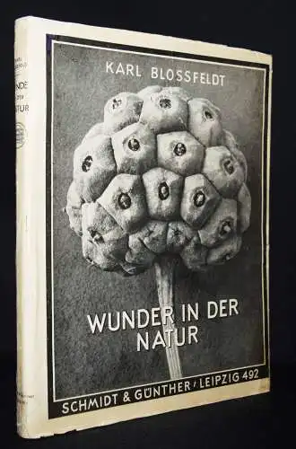 Blossfeldt. Wunder in der Natur - 1942 BOTANIK NEUESACHLICHKEIT