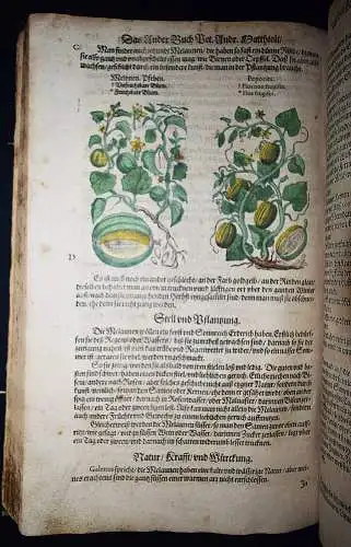 KRÄUTERBUCH 1586 ~800 HANKOLORIERTE HOLZSCHNITTE Matthioli, Kreutterbuch BOTANIK