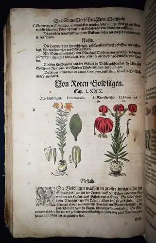 KRÄUTERBUCH 1586 ~800 HANKOLORIERTE HOLZSCHNITTE Matthioli, Kreutterbuch BOTANIK