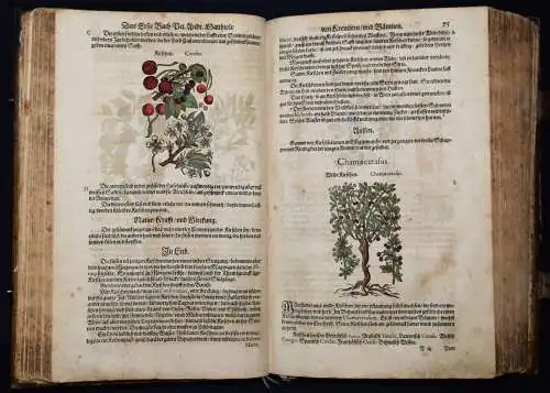 KRÄUTERBUCH 1586 ~800 HANKOLORIERTE HOLZSCHNITTE Matthioli, Kreutterbuch BOTANIK