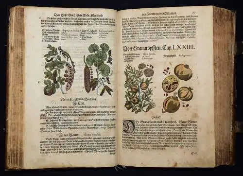 KRÄUTERBUCH 1586 ~800 HANKOLORIERTE HOLZSCHNITTE Matthioli, Kreutterbuch BOTANIK