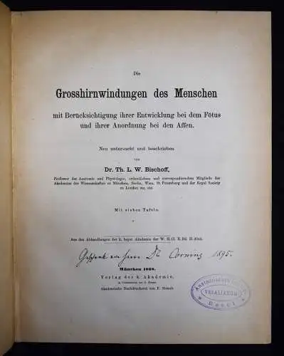 Bischoff, Die Grosshirnwindungen des Menschen 1868 ANATOMIE GEHRIN  GEHIRNFORSCH