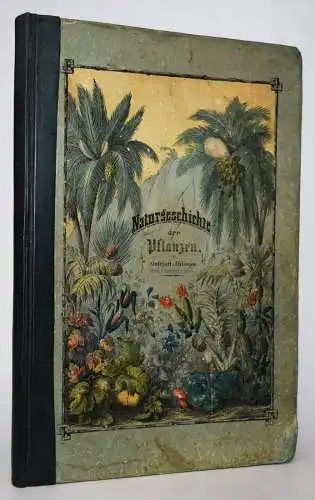 Schubert, Naturgeschichte des Pflanzenreichs in Bildern 1854 WUNDERSCHÖNE TAFELN