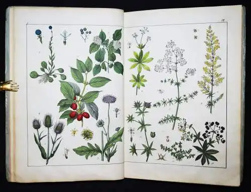 Schubert, Naturgeschichte des Pflanzenreichs in Bildern 1854 WUNDERSCHÖNE TAFELN