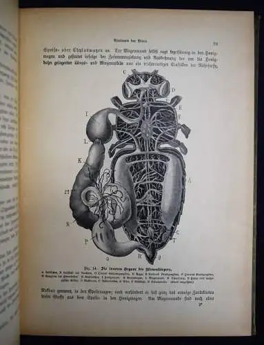 Lampe, Bienenzucht - 1909 mit zerlegbarem Modell - BIENEN IMKEREI