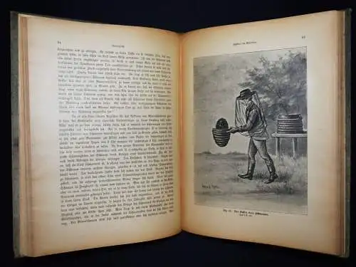 Lampe, Bienenzucht - 1909 mit zerlegbarem Modell - BIENEN IMKEREI