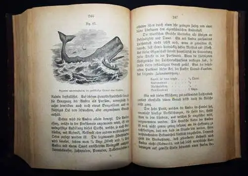 Johnston, Die Chemie des täglichen Lebens - 1869 LEBENSMITTELCHEMIE