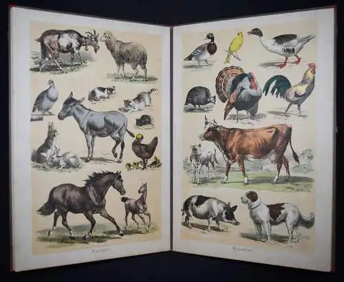 Effenberger, Loewe’s Anschauungs-Bilderbuch ~ 1885 FOLIO-KLEINKIND-BILDERBUCH