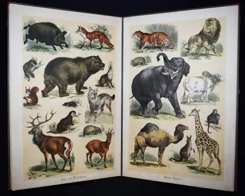 Effenberger, Loewe’s Anschauungs-Bilderbuch ~ 1885 FOLIO-KLEINKIND-BILDERBUCH