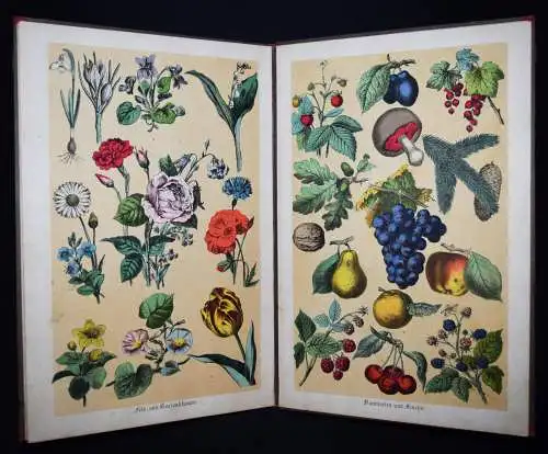 Effenberger, Loewe’s Anschauungs-Bilderbuch ~ 1885 FOLIO-KLEINKIND-BILDERBUCH