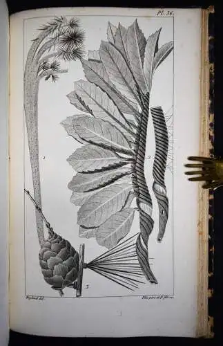 Candolle, Organographie végétale ou description raisonnee…1827 BOTANIK PFLANZEN