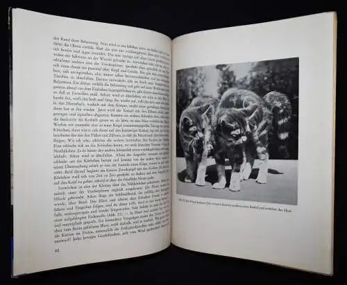 Schmid, Bastian. Das Tierkinderbuch 1944 SELTEN TIERE TIERSCHUTZ