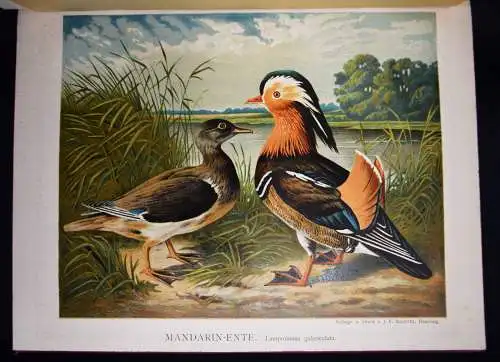 Maar, Illustrirtes Muster-Enten-Buch 1891 GEFLÜGEL ORNITHOLOGIE DUCKS