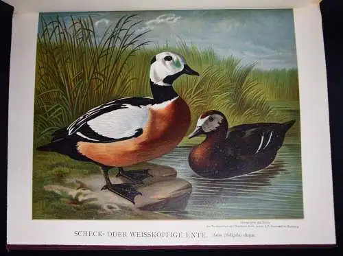 Maar, Illustrirtes Muster-Enten-Buch 1891 GEFLÜGEL ORNITHOLOGIE DUCKS