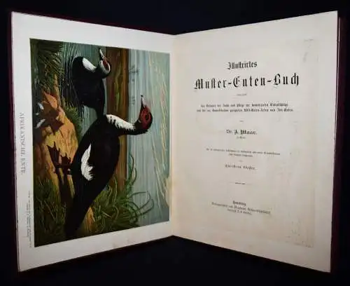 Maar, Illustrirtes Muster-Enten-Buch 1891 GEFLÜGEL ORNITHOLOGIE DUCKS